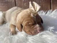 Lily, a female Goldendoodle for sale in Canon, GA – Photo 2 of 9