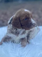 Lily, a female Goldendoodle for sale in Canon, GA – Photo 6 of 9