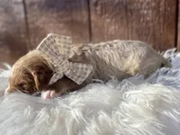 Lily, a female Goldendoodle for sale in Canon, GA – Photo 4 of 9