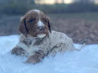 Lily, a female Goldendoodle for sale in Canon, GA – Photo 5 of 9