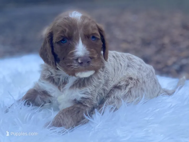 Lily, a female Goldendoodle for sale in Canon, GA – Photo 1 of 9