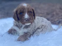 Lily, a female Goldendoodle for sale in Canon, GA – Photo 1 of 9