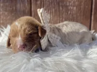 Lily, a female Goldendoodle for sale in Canon, GA – Photo 3 of 9