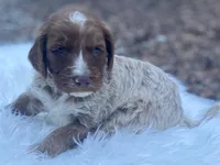 Lily, a female Goldendoodle for sale in Canon, GA – Photo 9 of 9
