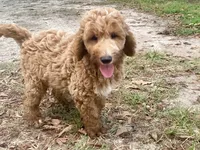 Harrison, a male Goldendoodle for sale in Canon, GA – 10 of 10