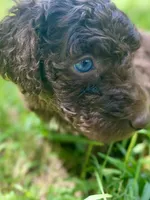 Iker (chocolate), a male Goldendoodle for sale in Canon, GA – 4 of 8