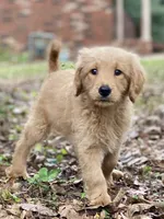 Lark, a female Goldendoodle for sale in Canon, GA – 4 of 8