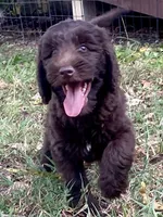 Iris, a female Goldendoodle for sale in Canon, GA – 9 of 9