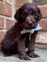 Grey F1bb, a male Goldendoodle for sale in Canon, GA – 7 of 9