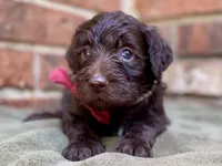 Gemma f1bb, a female Goldendoodle for sale in Canon, GA – 7 of 8