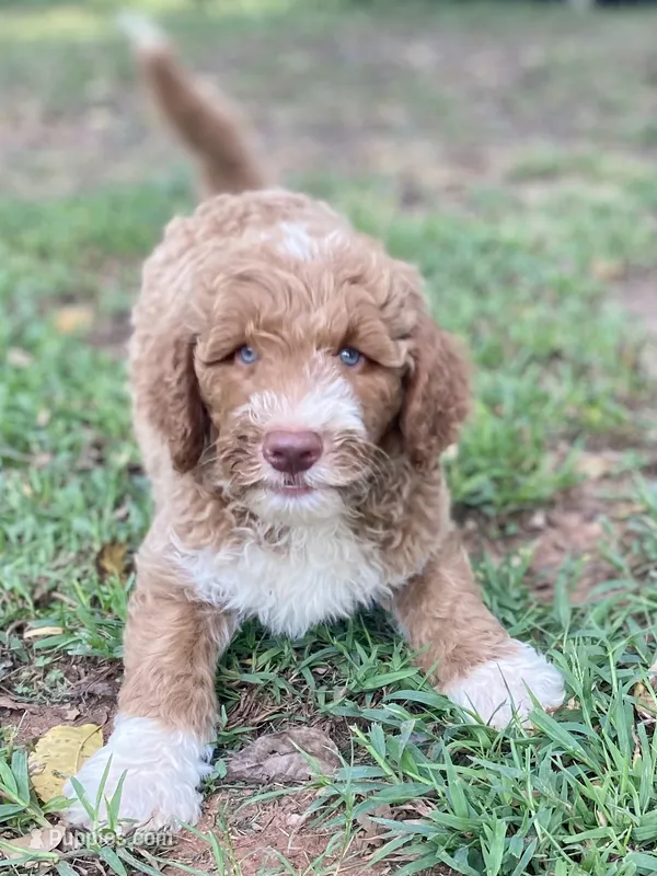 Kade (tuxedo) – Goldendoodle puppy for sale in Canon, GA