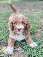 Kade (tuxedo), a male Goldendoodle for sale in Canon, GA – 1 of 10