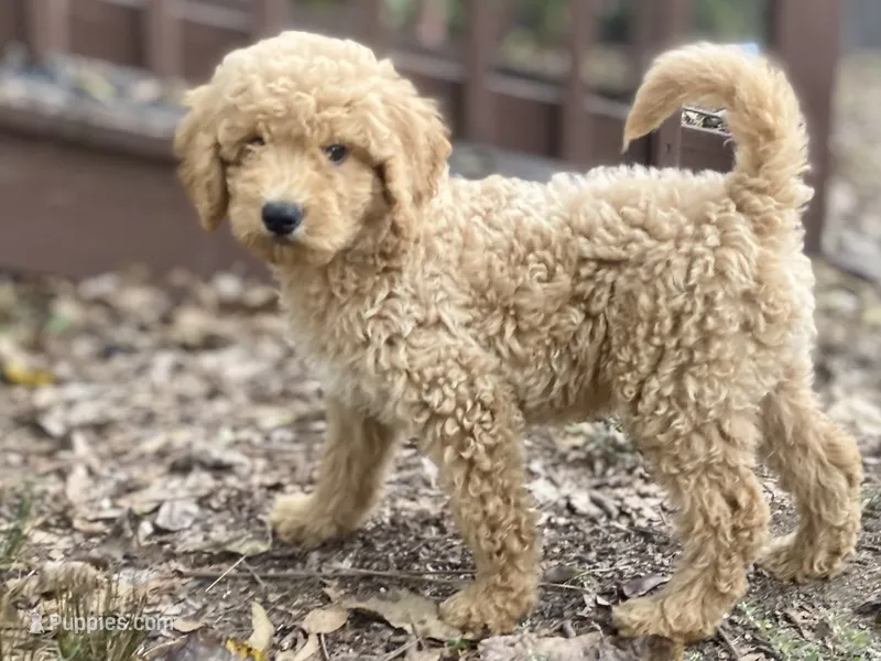 Logan – Goldendoodle puppy for sale in Canon, GA