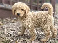 Logan, a male Goldendoodle for sale in Canon, GA – 1 of 9