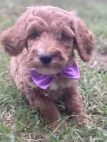 Harper, a female Goldendoodle for sale in Canon, GA – 9 of 10
