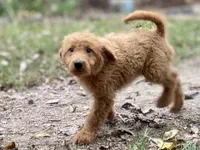 Leslie, a female Goldendoodle for sale in Canon, GA – 2 of 9