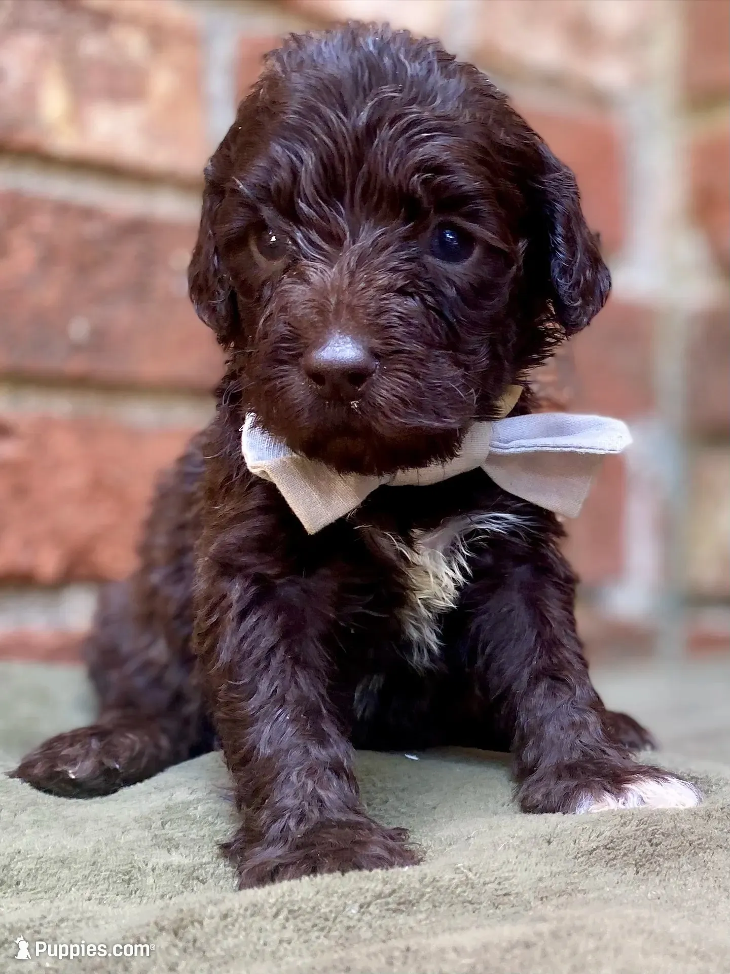 Grant f1bb, a male Goldendoodle for sale in Canon, GA – 7 of 10