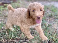 Ivy, a female Goldendoodle for sale in Canon, GA – 4 of 8