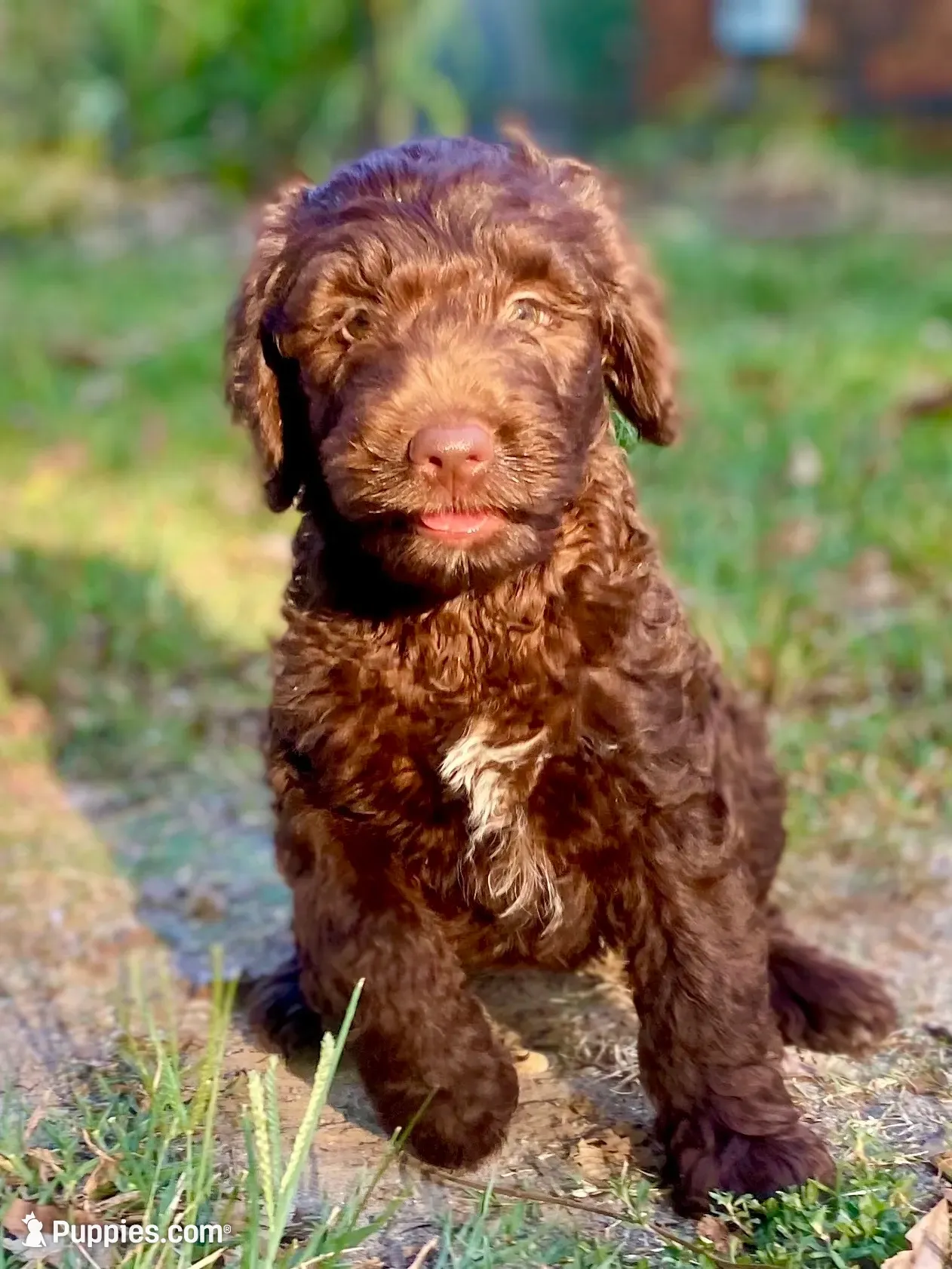Indie (chocolate), a female Goldendoodle for sale in Canon, GA – 1 of 7