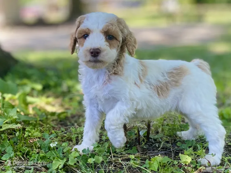 Faith – Goldendoodle puppy for sale in Canon, GA