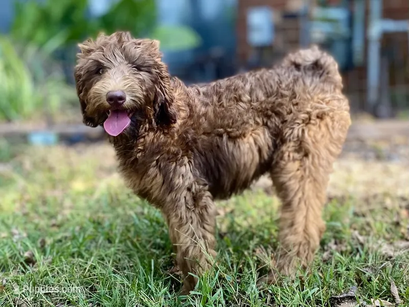 Isaac (sable) – Goldendoodle puppy for sale in Canon, GA