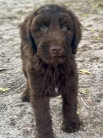 Iris, a female Goldendoodle for sale in Canon, GA – 10 of 10