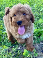 Ford, a male Goldendoodle for sale in Canon, GA – 9 of 10
