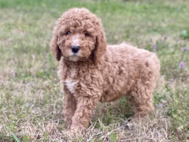 Emma – Goldendoodle, Labradoodle puppy for sale in Canon, GA