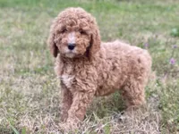 Emma, a female Goldendoodle and Labradoodle for sale in Canon, GA – Photo 1 of 7