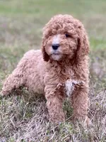 Emma, a female Goldendoodle and Labradoodle for sale in Canon, GA – Photo 3 of 7