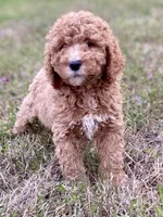Emma, a female Goldendoodle and Labradoodle for sale in Canon, GA – Photo 5 of 7