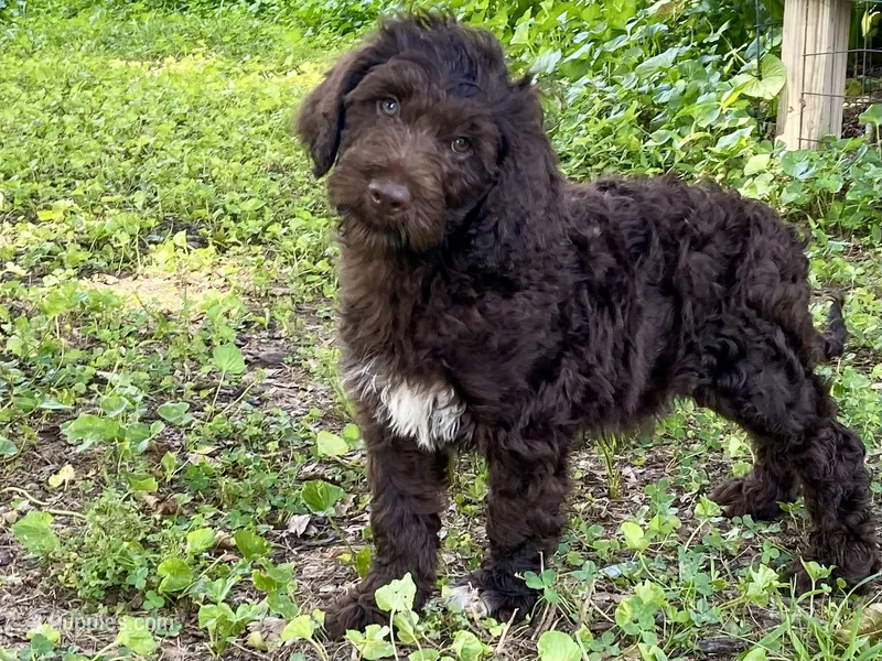 Grant f1bb – Goldendoodle puppy for sale in Canon, GA