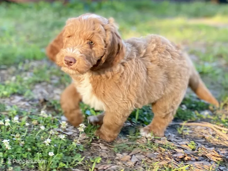 Finn (tuxedo) – Goldendoodle puppy for sale in Canon, GA