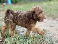 Isaac (sable), a male Goldendoodle for sale in Canon, GA – 2 of 10