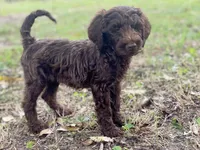 Jett chocolate, a male Goldendoodle for sale in Canon, GA – 4 of 10