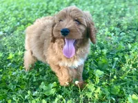 Ford, a male Goldendoodle for sale in Canon, GA – 10 of 10