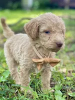 Ian, a male Goldendoodle for sale in Canon, GA – 10 of 10