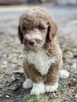 Kade (tuxedo), a male Goldendoodle for sale in Canon, GA – 8 of 10