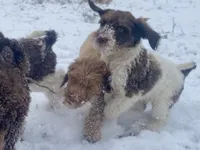 Callie (tri), a female Goldendoodle for sale in Canon, GA – Photo 8 of 10