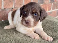 Callie (tri), a female Goldendoodle for sale in Canon, GA – Photo 3 of 10
