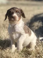 Callie (tri), a female Goldendoodle for sale in Canon, GA – Photo 5 of 10