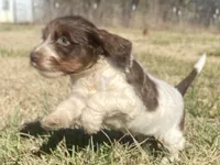 Callie (tri), a female Goldendoodle for sale in Canon, GA – Photo 6 of 10