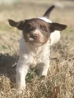 Callie (tri), a female Goldendoodle for sale in Canon, GA – Photo 4 of 10
