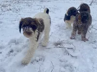 Callie (tri), a female Goldendoodle for sale in Canon, GA – Photo 10 of 10