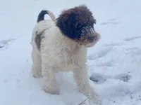 Callie (tri), a female Goldendoodle for sale in Canon, GA – Photo 7 of 10