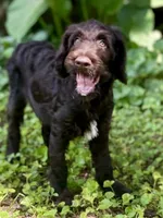 Garrett chocolate F1bb, a male Goldendoodle for sale in Canon, GA – 8 of 10