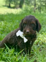 Iris, a female Goldendoodle for sale in Canon, GA – 3 of 9