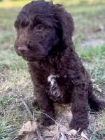 Indie (chocolate), a female Goldendoodle for sale in Canon, GA – 3 of 7