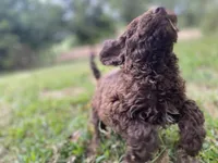 Joy chocolate, a female Goldendoodle for sale in Canon, GA – 8 of 8