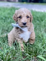 Hudson , a male Goldendoodle for sale in Canon, GA – 9 of 10